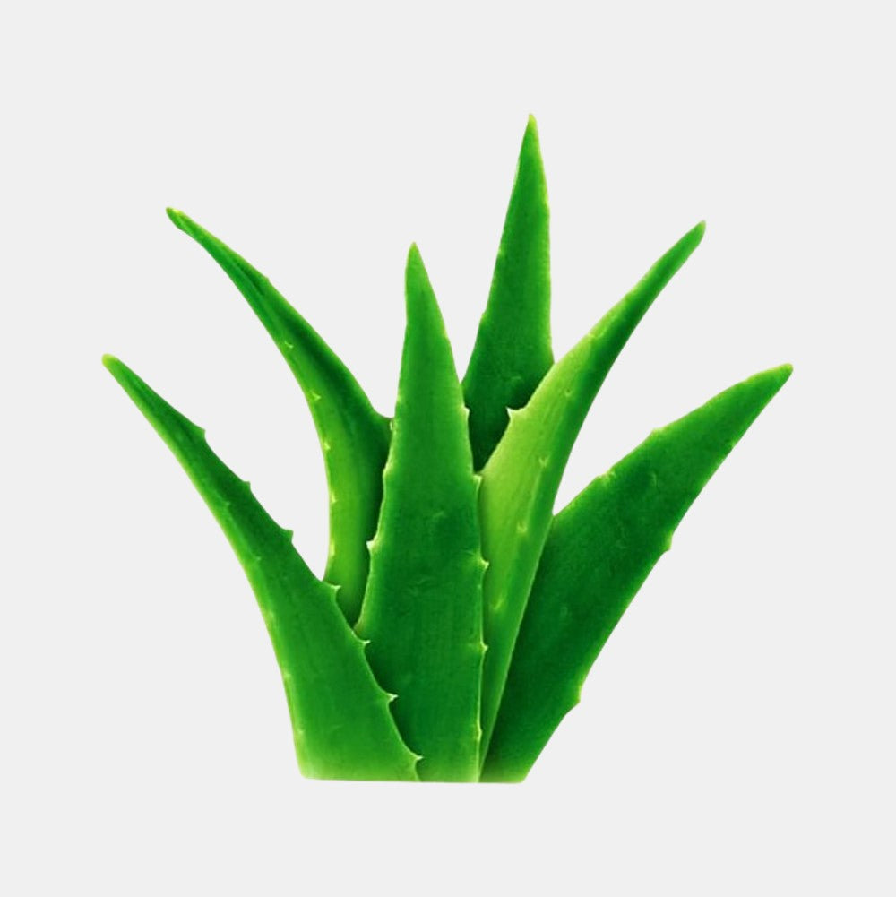 Aloe Vera Leaf (1 Piece)