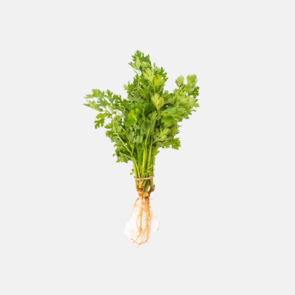 Coriander  (1 Bunch)