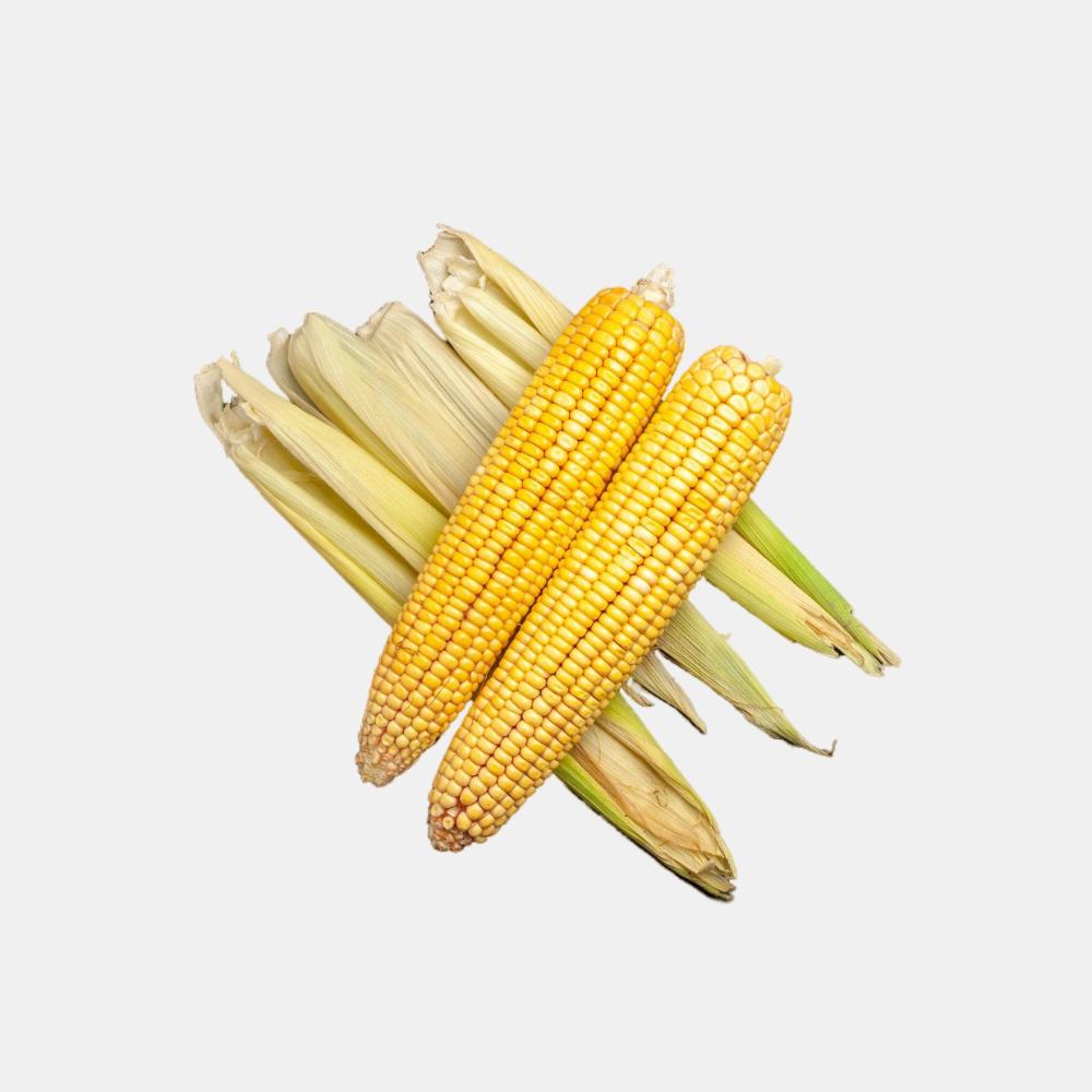 Sweet Corn (1 Piece)